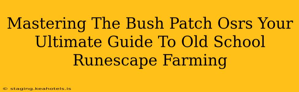 Mastering The Bush Patch Osrs Your Ultimate Guide To Old School Runescape Farming